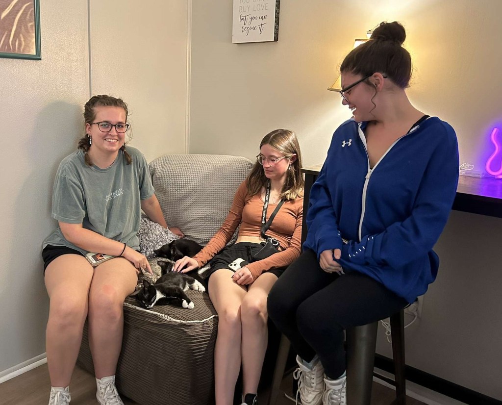 Community enjoys first anniversary at Salisbury’s Kitten&nbsp;Kafe