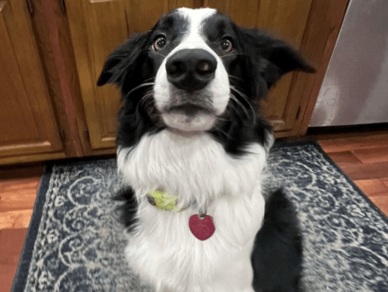 SU pets fear being eaten after presidential&nbsp;debate